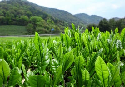QUY TRÌNH CHẾ BIẾN